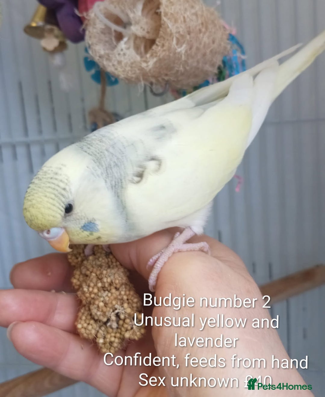 Budgerigars birds for sale: Superb home bred beautifully coloured baby budgies - Image 5