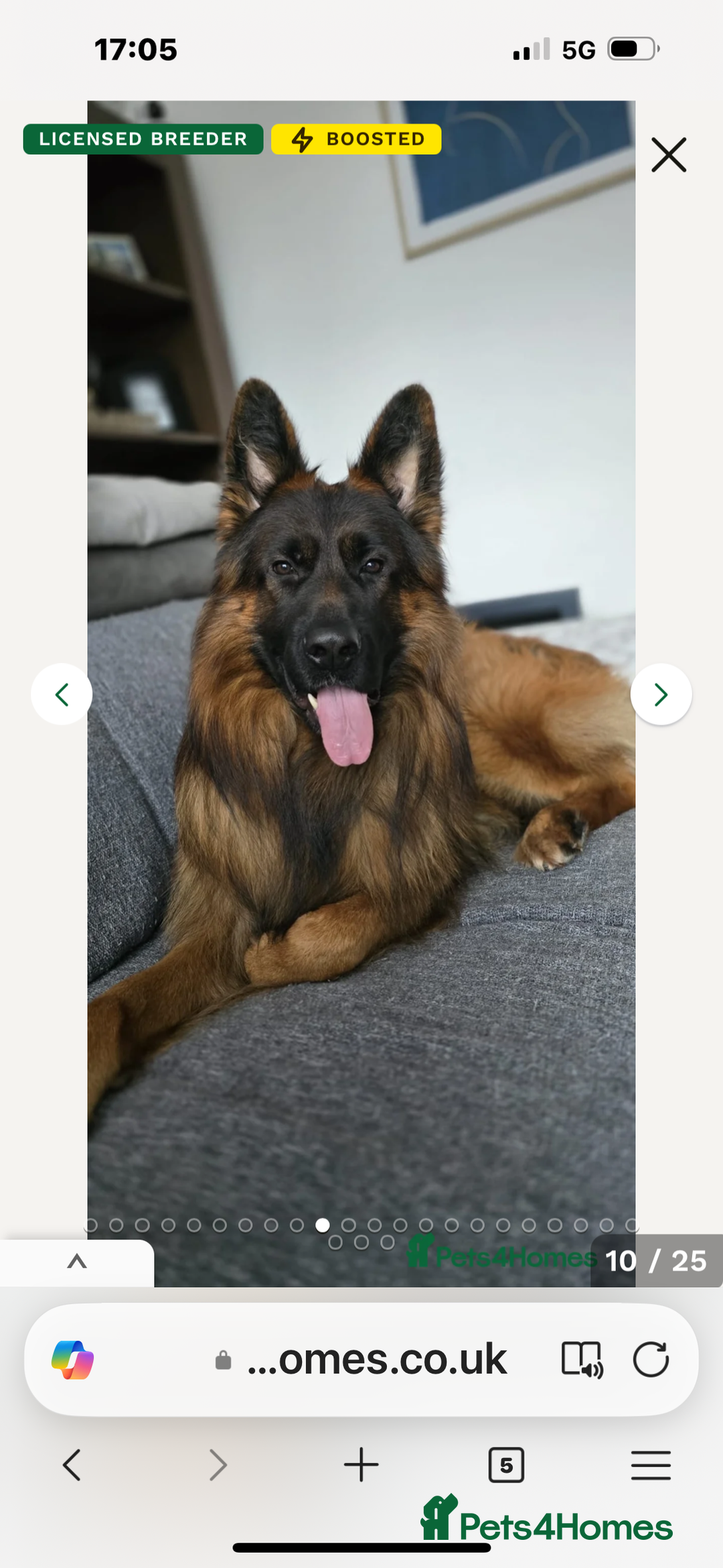 German Shepherd dogs for sale: Outstanding -KC registered male German shepherd  - Advert 10