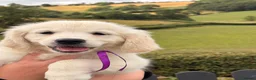 Golden Retriever dogs for sale: Kc registered health tested parents  - Advert 6