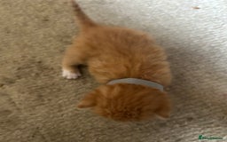 Mixed Breed cats for sale: 5 kittens for sale  - Image 10