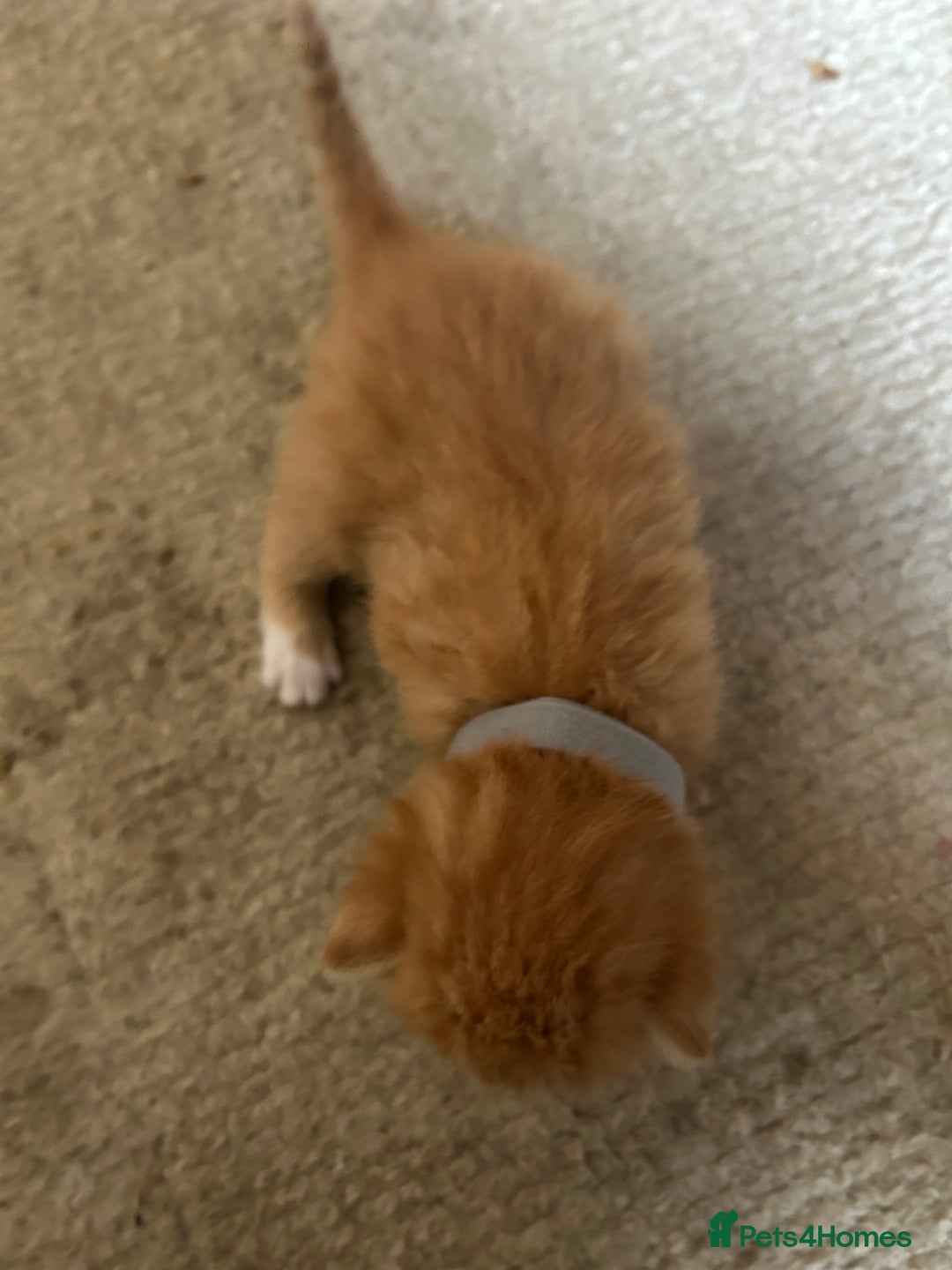Mixed Breed cats for sale: 5 kittens for sale  - Image 10