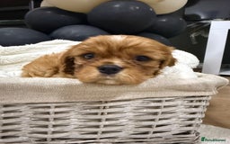 Cavalier King Charles Spaniel dogs for sale: ONE RUBY BOY LEFT Cavalier King Charles  - Image 22