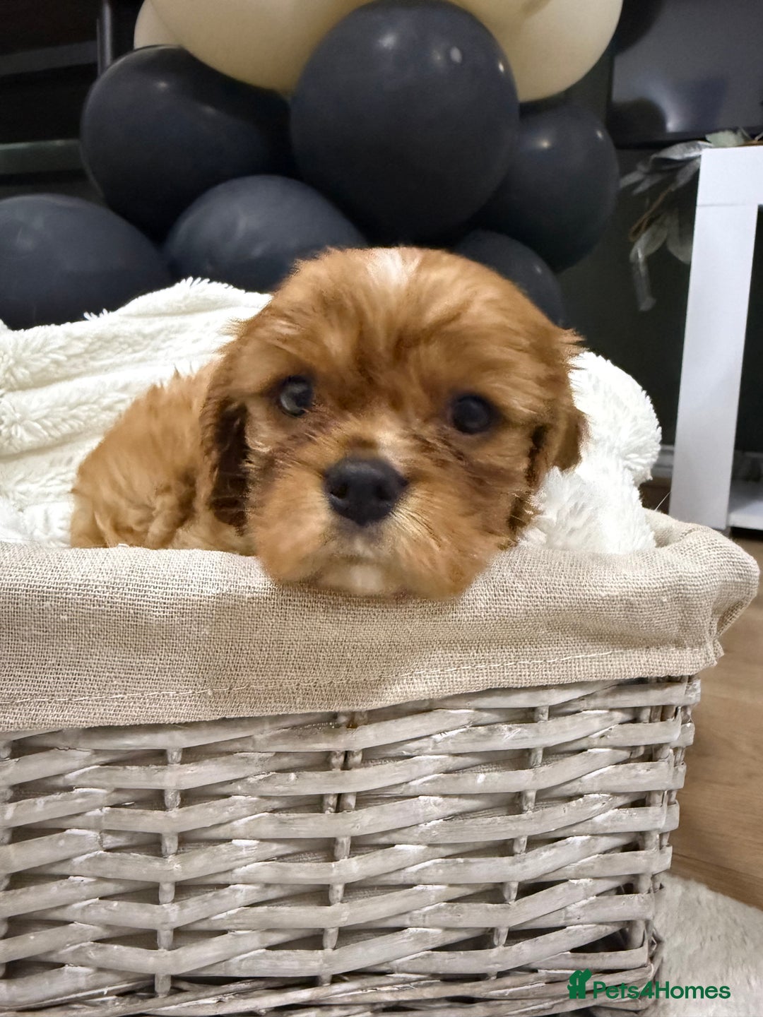 Cavalier King Charles Spaniel dogs for sale: ONE RUBY BOY LEFT Cavalier King Charles  - Image 22