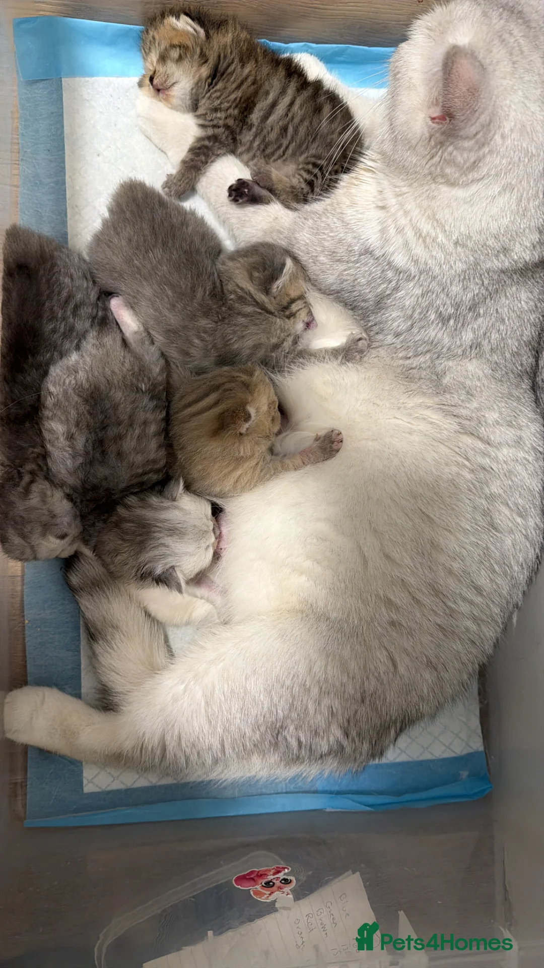 British Shorthair cats for sale: TICA/GCCF Adorable BSH/LH kittens  - Advert 14