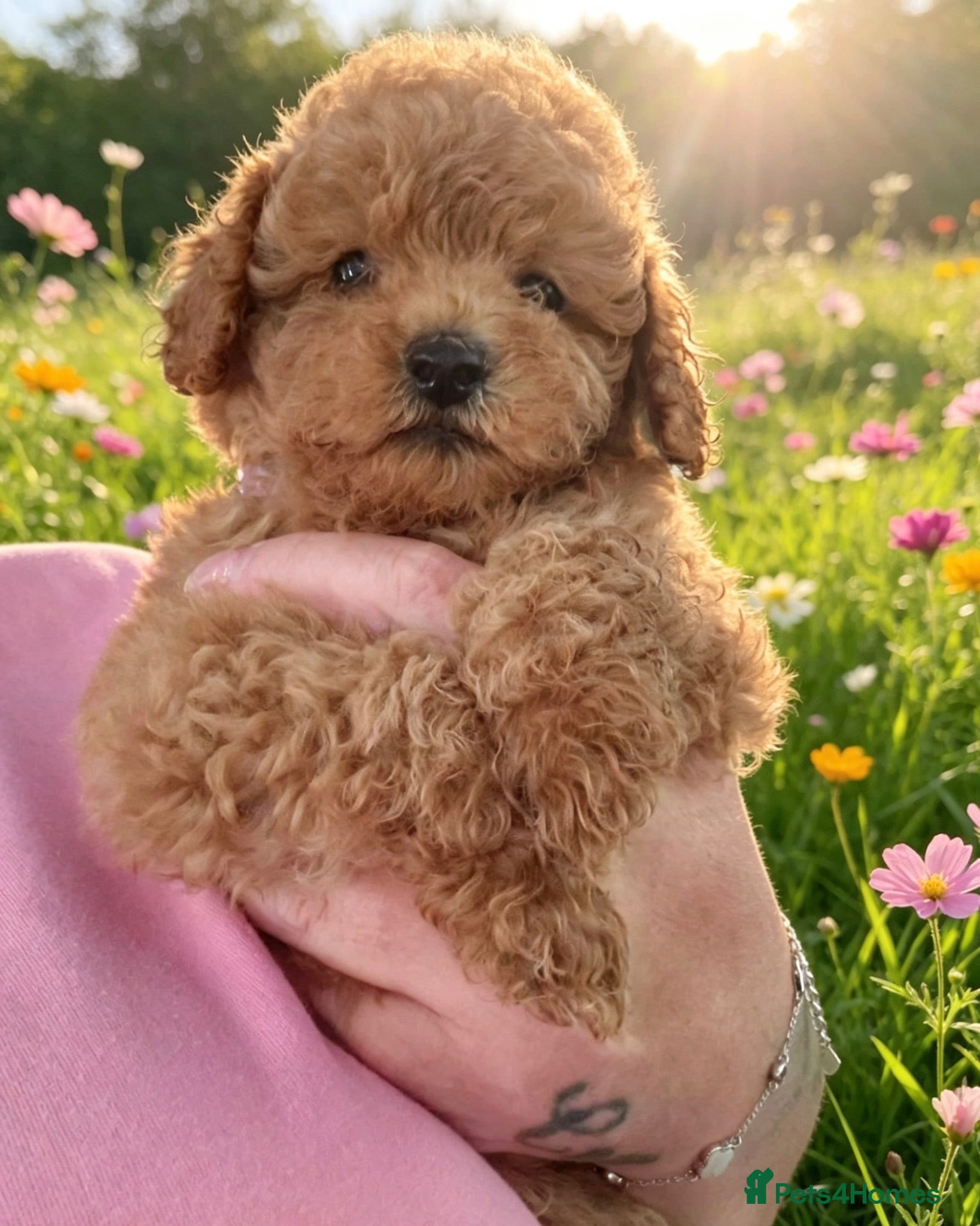 Cavapoo dogs 🐾💙F1B cavapoo’s Now ready 🐾💙 fox red h/tested! - Advert 16