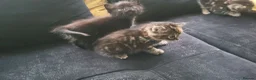 Mixed Breed cats for sale: 3 Gorgeous fluffy kittens. - Advert 7