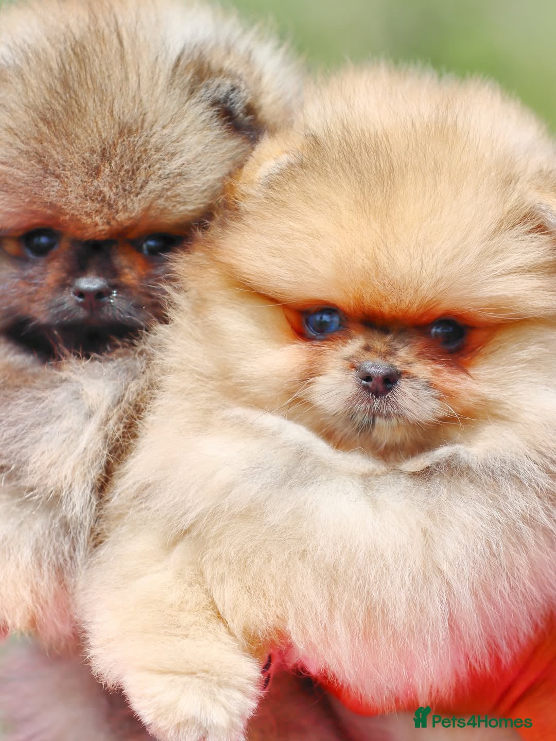 Pomeranian dogs for sale: Adorable Pomeranian Puppies Ready - Image 6