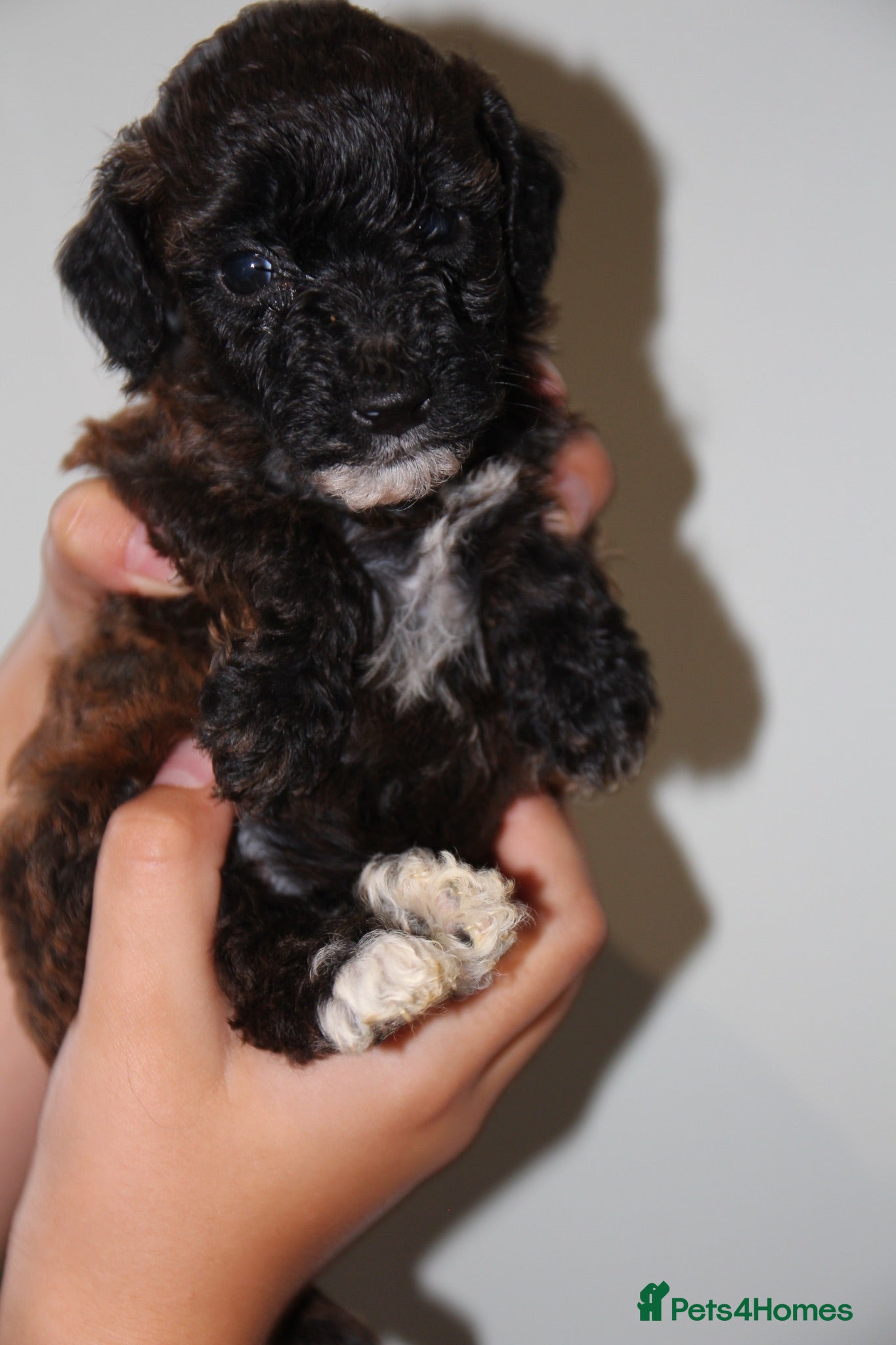Miniature Poodle dogs Beautiful miniature poodle puppies  - Advert 12