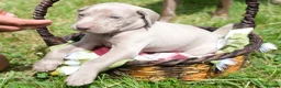 Weimaraner dogs for sale: Handsome male KC Registered Weimaraner pups  - Advert 19