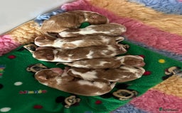 Cavalier King Charles Spaniel dogs for stud: Blenheim health tested stud ( not for sale ) in Glossop - Image 2