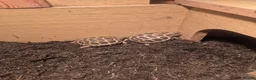 Tortoise reptiles for sale: Horsefield tortoise  - Advert 2