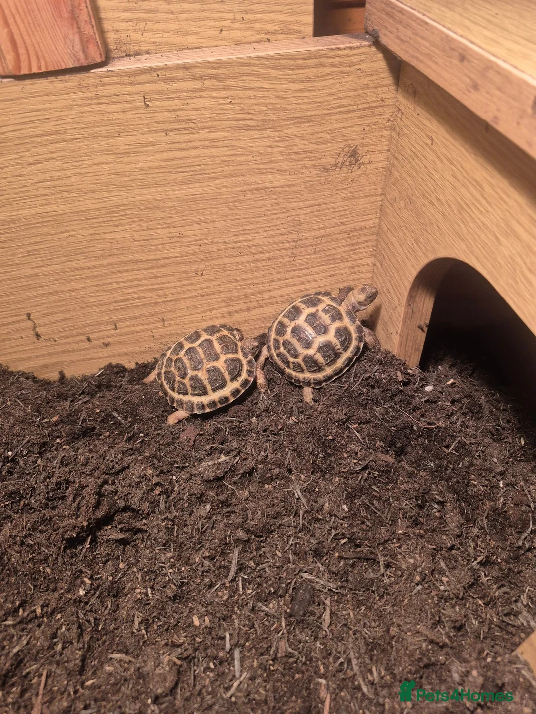 Tortoise reptiles for sale: Horsefield tortoise  - Advert 2
