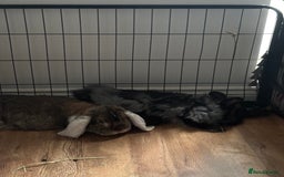 French Lop rabbits for sale: Meet Reggie and Pepper - Image 1