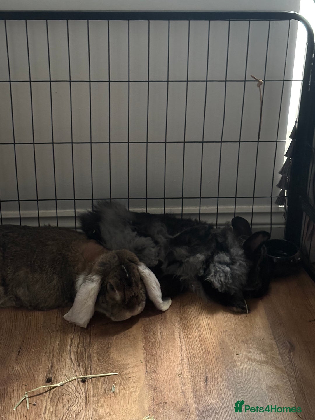 French Lop rabbits for sale: Meet Reggie and Pepper - Image 1