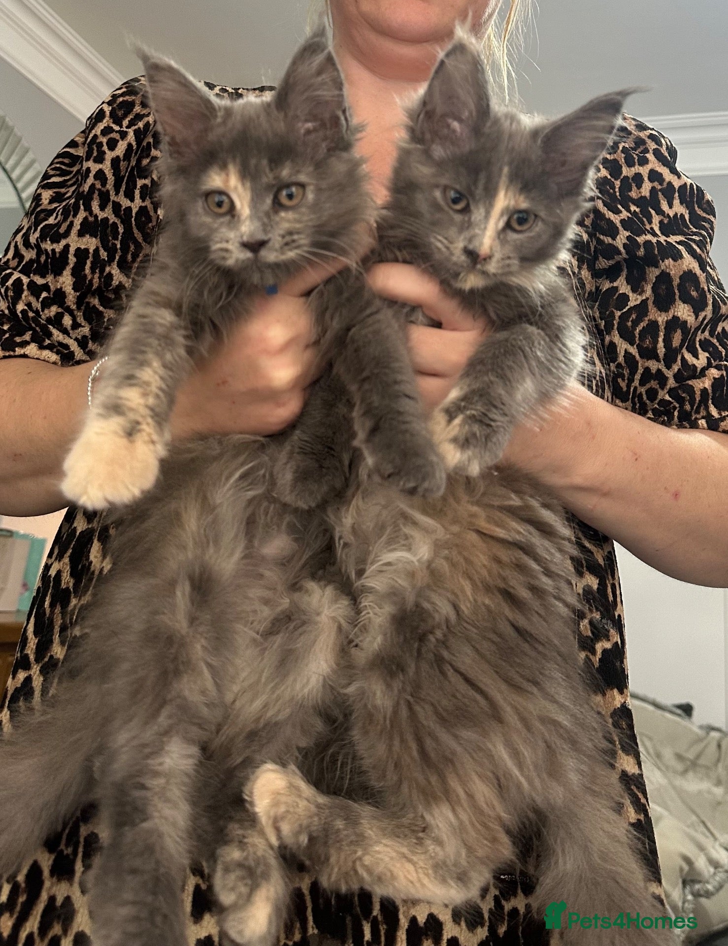Maine Coon cats Beautiful tica registered blue tabby’s and torties - Advert 1