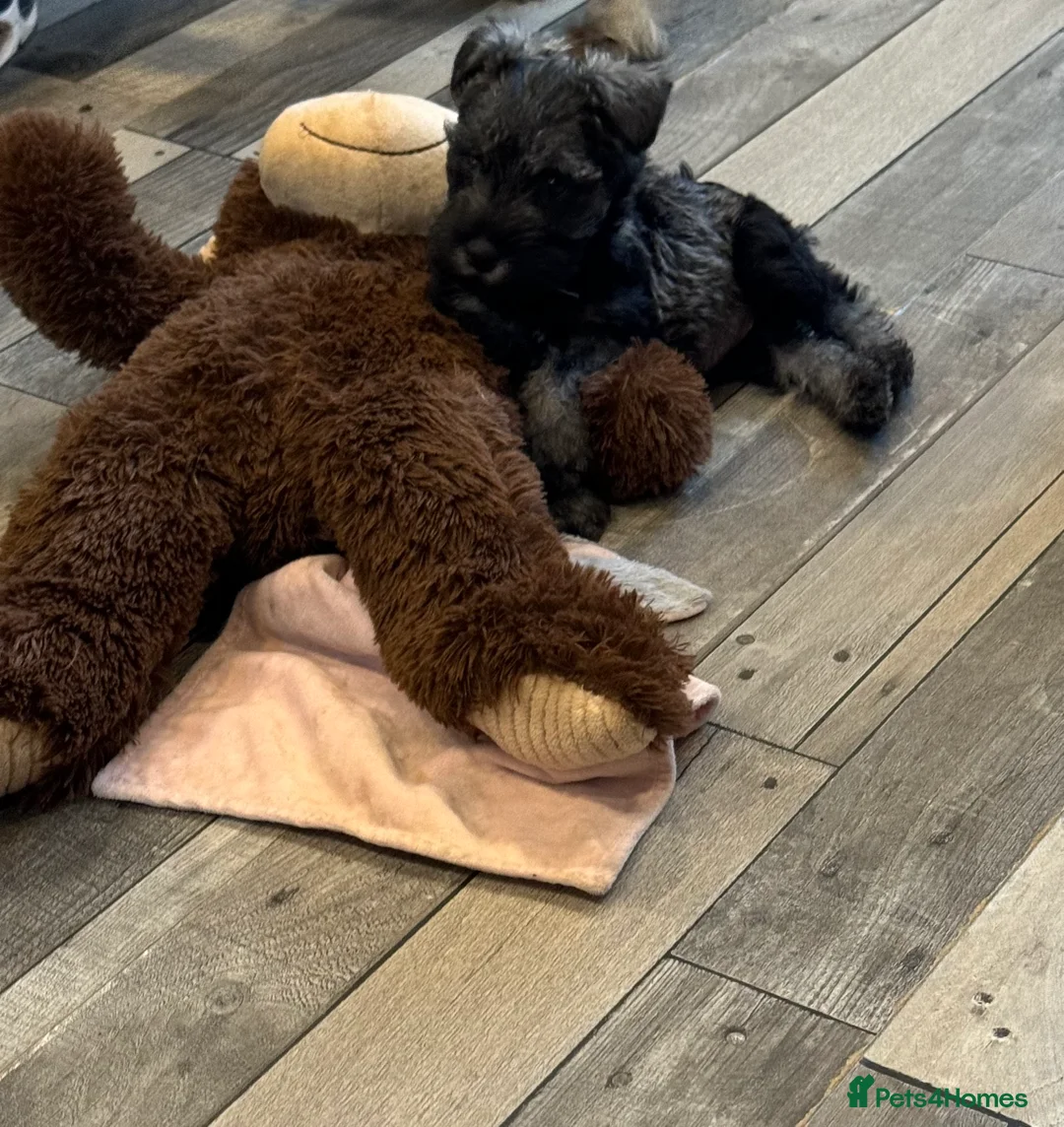 Miniature Schnauzer dogs for sale: One female miniature schnauzer remaining  - Advert 4