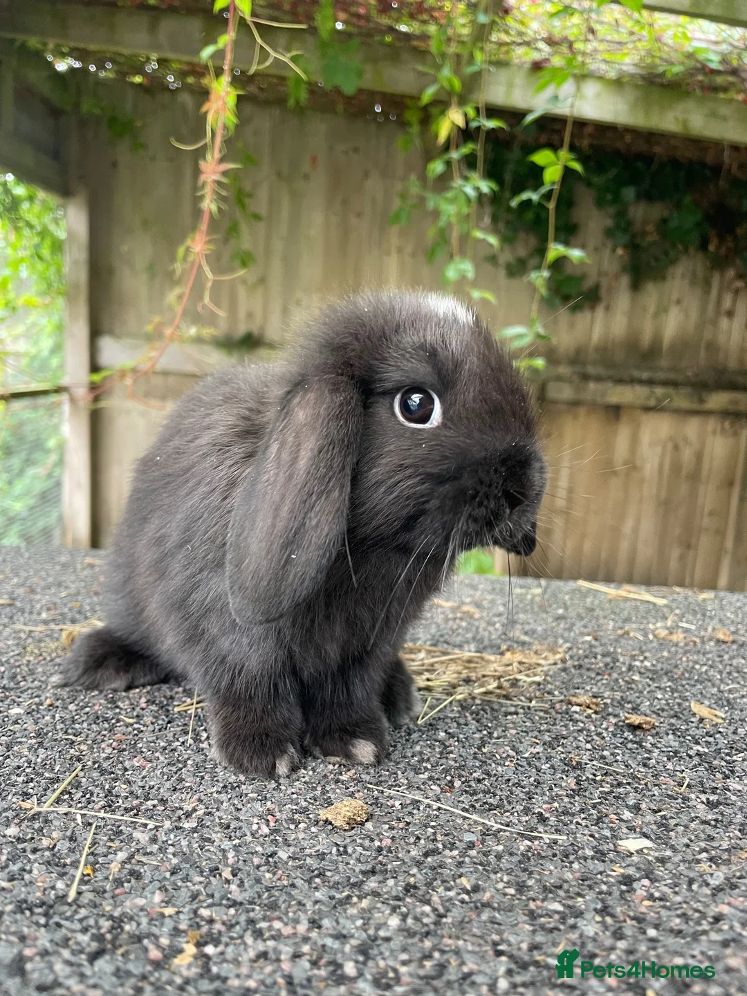 Mini Lop rabbits for sale: Gorgeous mini lops looking for their forever home  - Advert 1