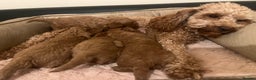 Toy Poodle dogs for sale: Pure toy poodle pups - Advert 16