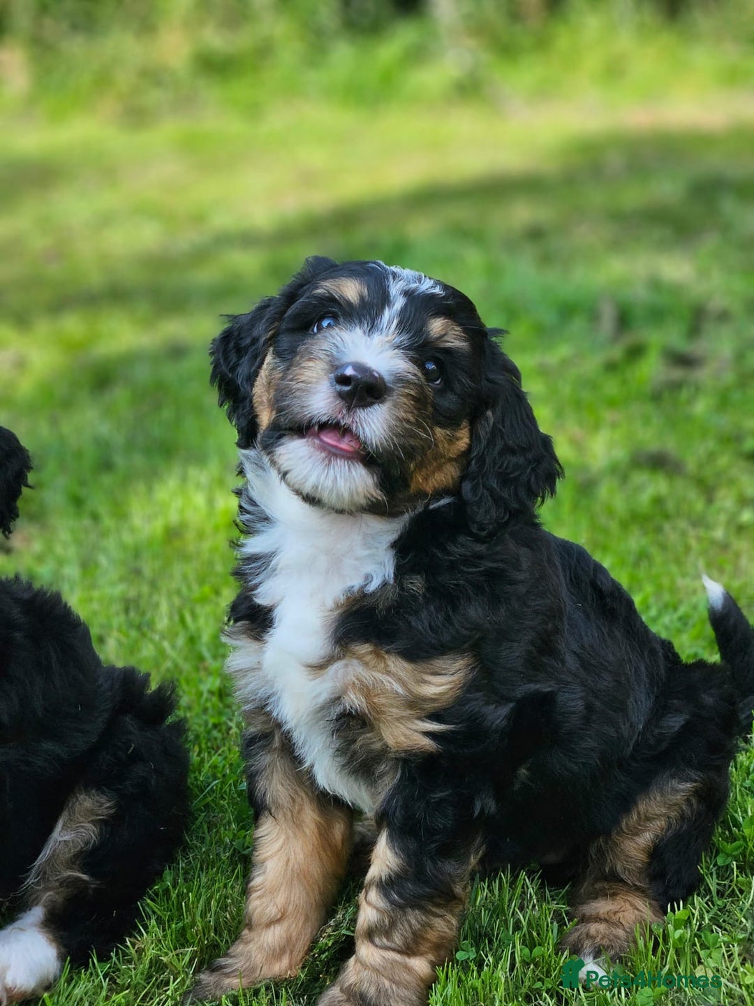 Bernedoodle dogs for sale: Curtabemdoodles Bernedoodles  - Image 7