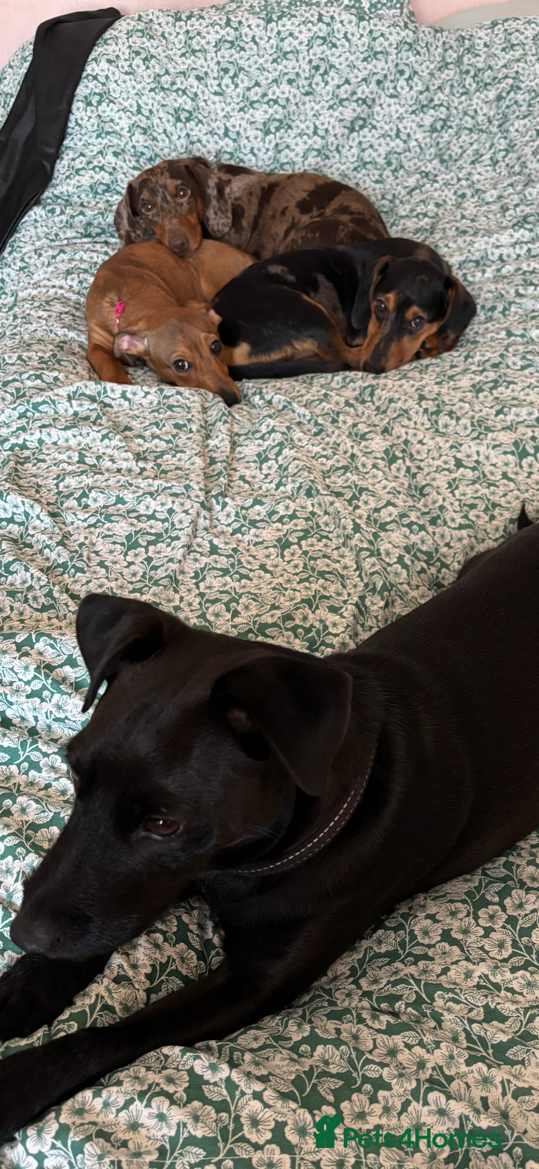 Mixed Breed dogs for sale: Handsome boy  - Advert 1