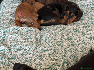 Mixed Breed dogs Handsome boy - Advert 4