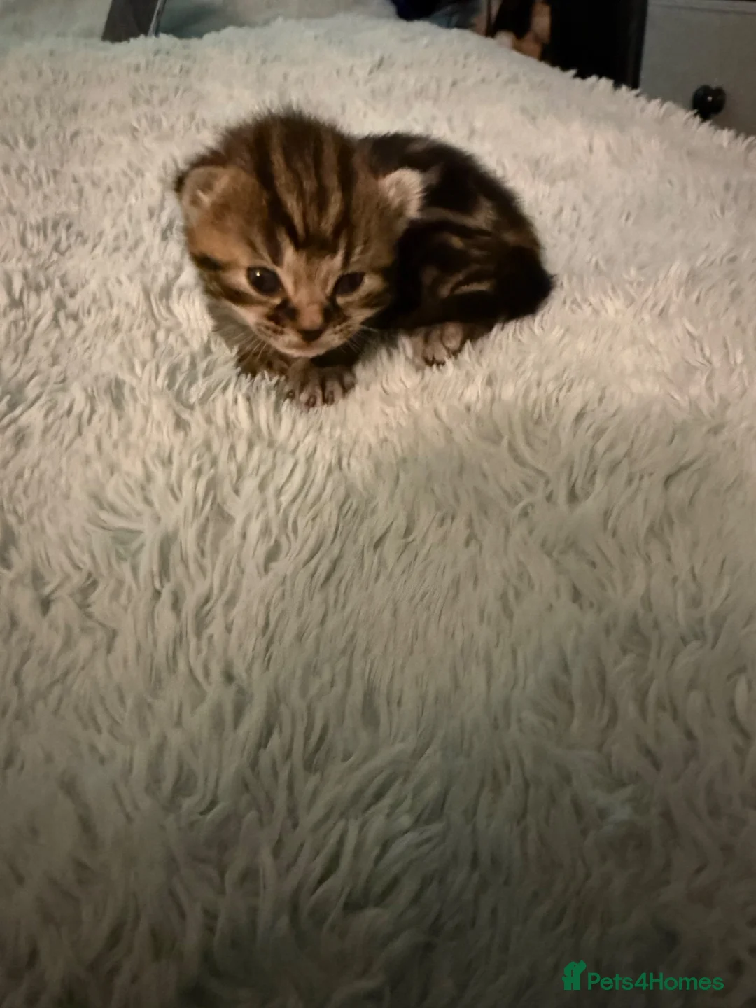 Mixed Breed cats for sale: Tabby kittens  - Advert 2