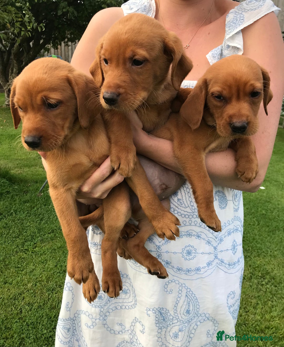 Labrador Retriever dogs for sale: FOX RED LABRADOR PUPPIES FOR SALE - Image 5