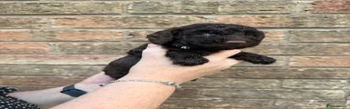 Miniature Poodle 2 Black