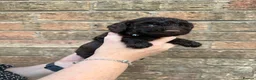 Miniature Poodle dogs for sale: Miniature Poodles - Advert 23