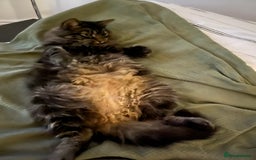 Norwegian Forest Cat cats for sale: Chico <3 - Image 2