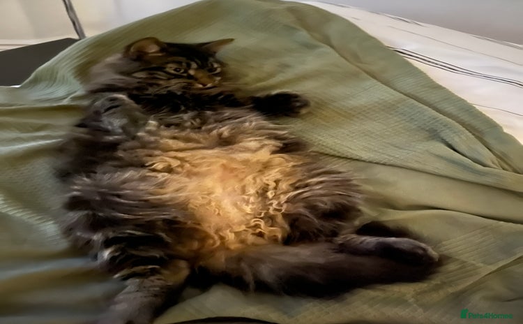 Norwegian Forest Cat cats - Advert 3