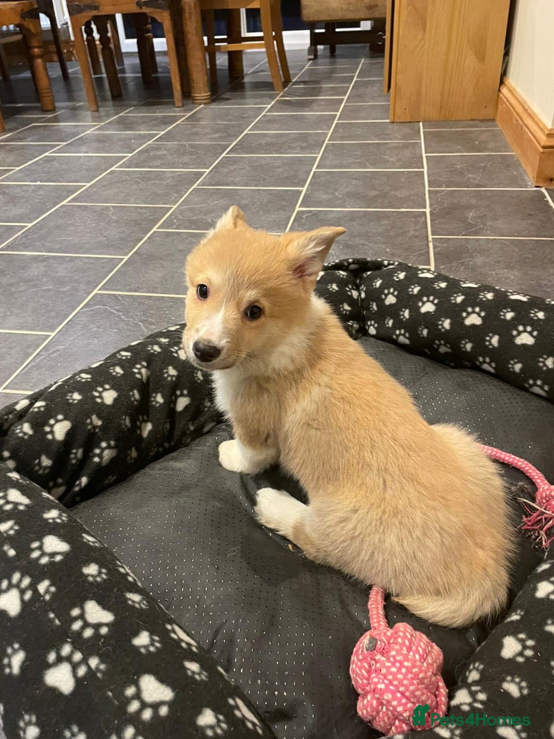 Welsh Corgi Pembroke dogs for sale: KC Registered Pembrokeshire Corgi Puppies - Advert 27