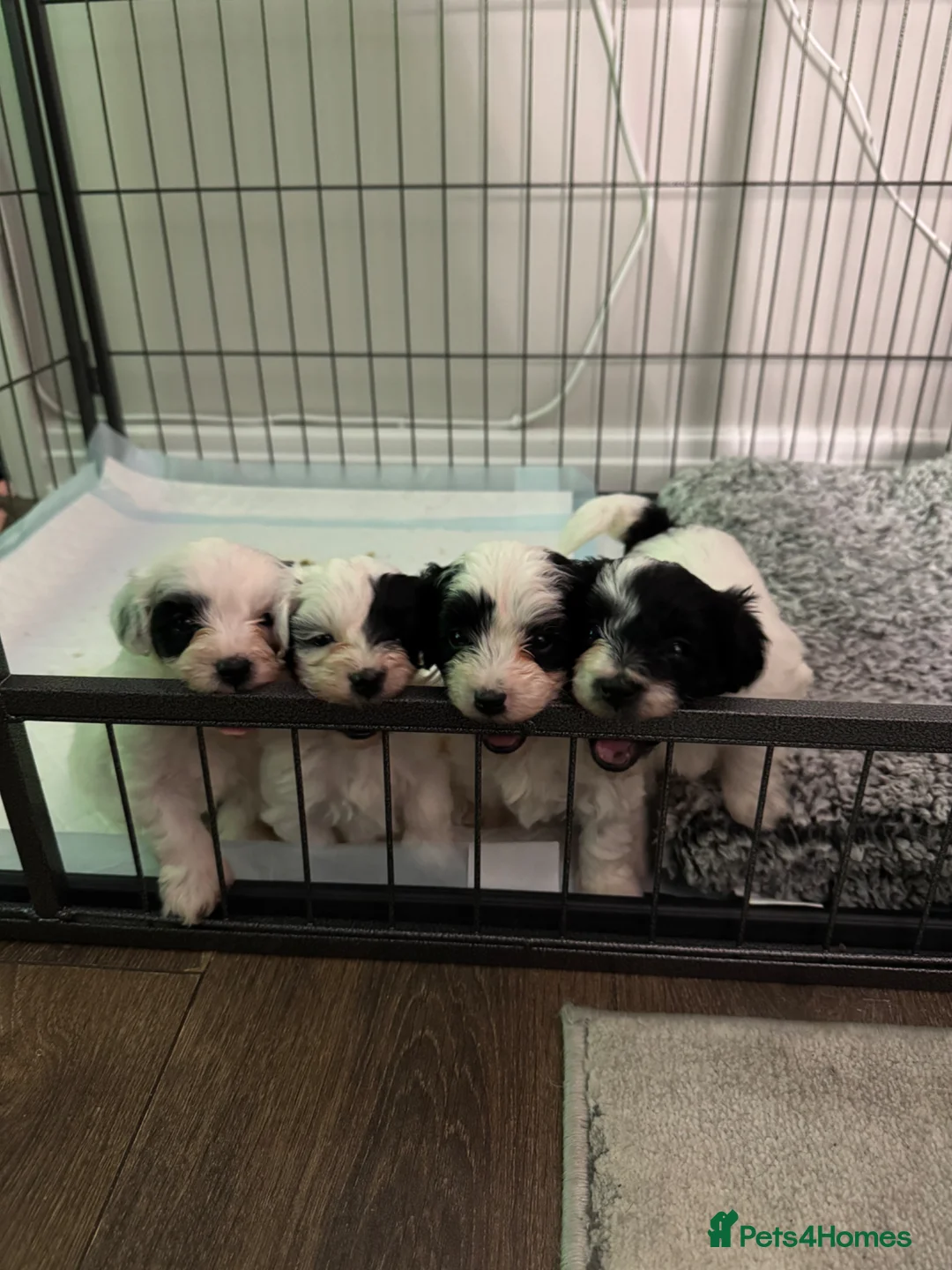 Maltipoo dogs for sale: Adorable F1 Maltipoo puppies - Ready 7th April in Bootle - Advert 1