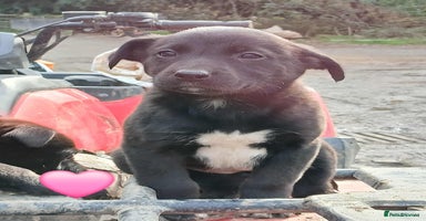 Borador dogs - Advert 15