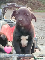 Borador dogs - Advert 8