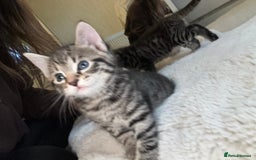 British Longhair cats for sale: Stunning kittens  - Advert 5