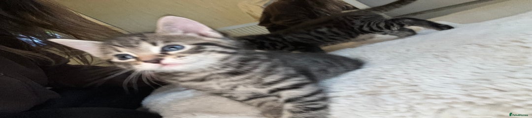 British Longhair Kitten 2