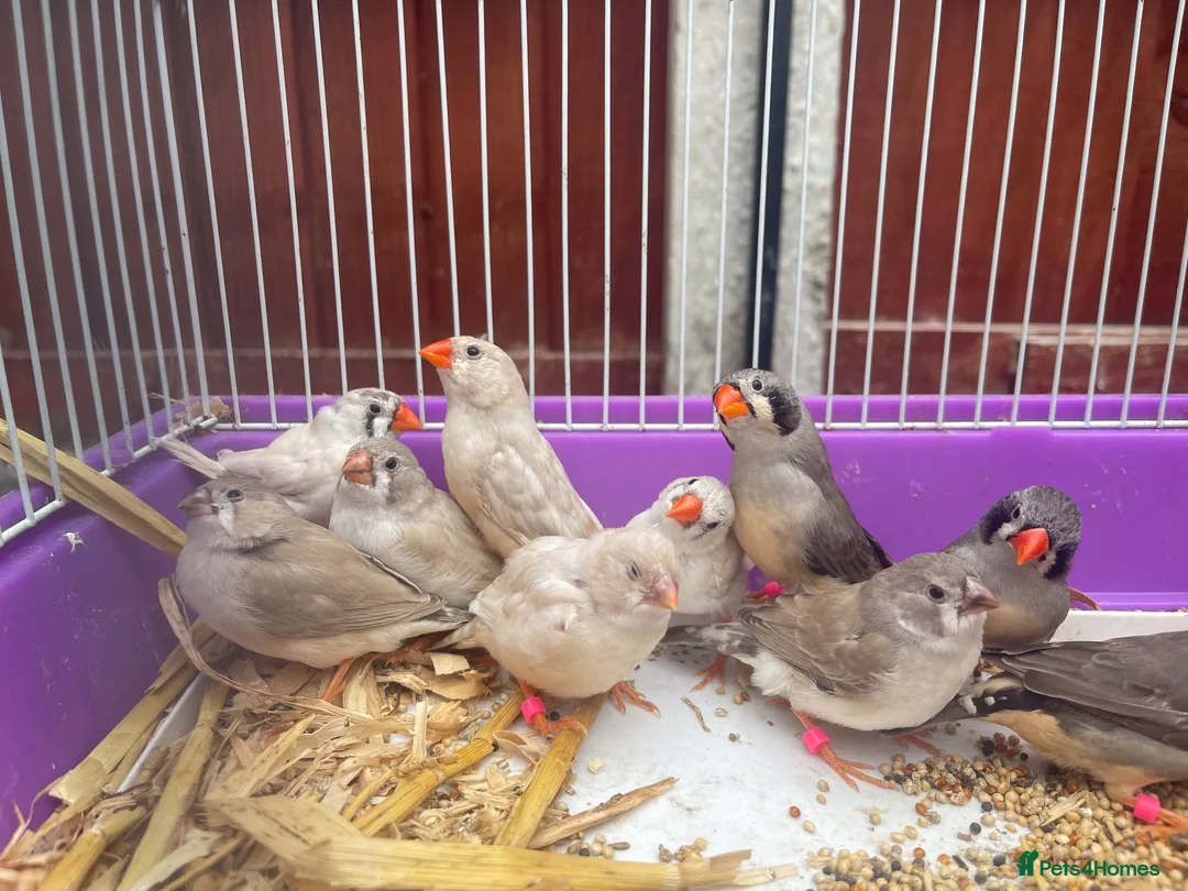 Finches birds for sale: Beautiful Young Zebra Finch Pairs  in Sheffield - Advert 2