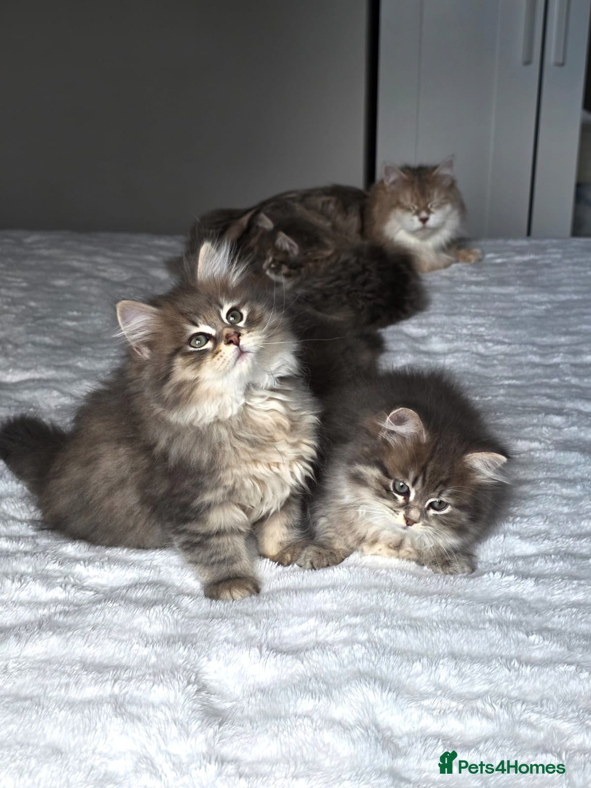 Siberian cats for sale: Lovely grey Siberians. - Advert 1