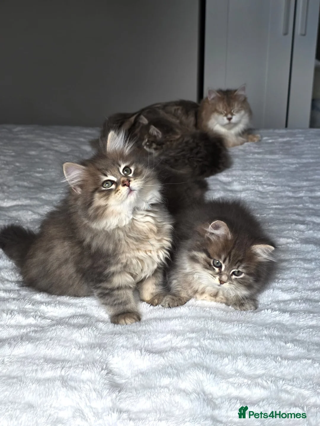 Siberian cats for sale: Lovely grey Siberians. - Advert 1