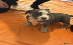 American Bully dogs for sale: Pocket bully - Image 3