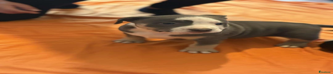 American Bully Puppy 1