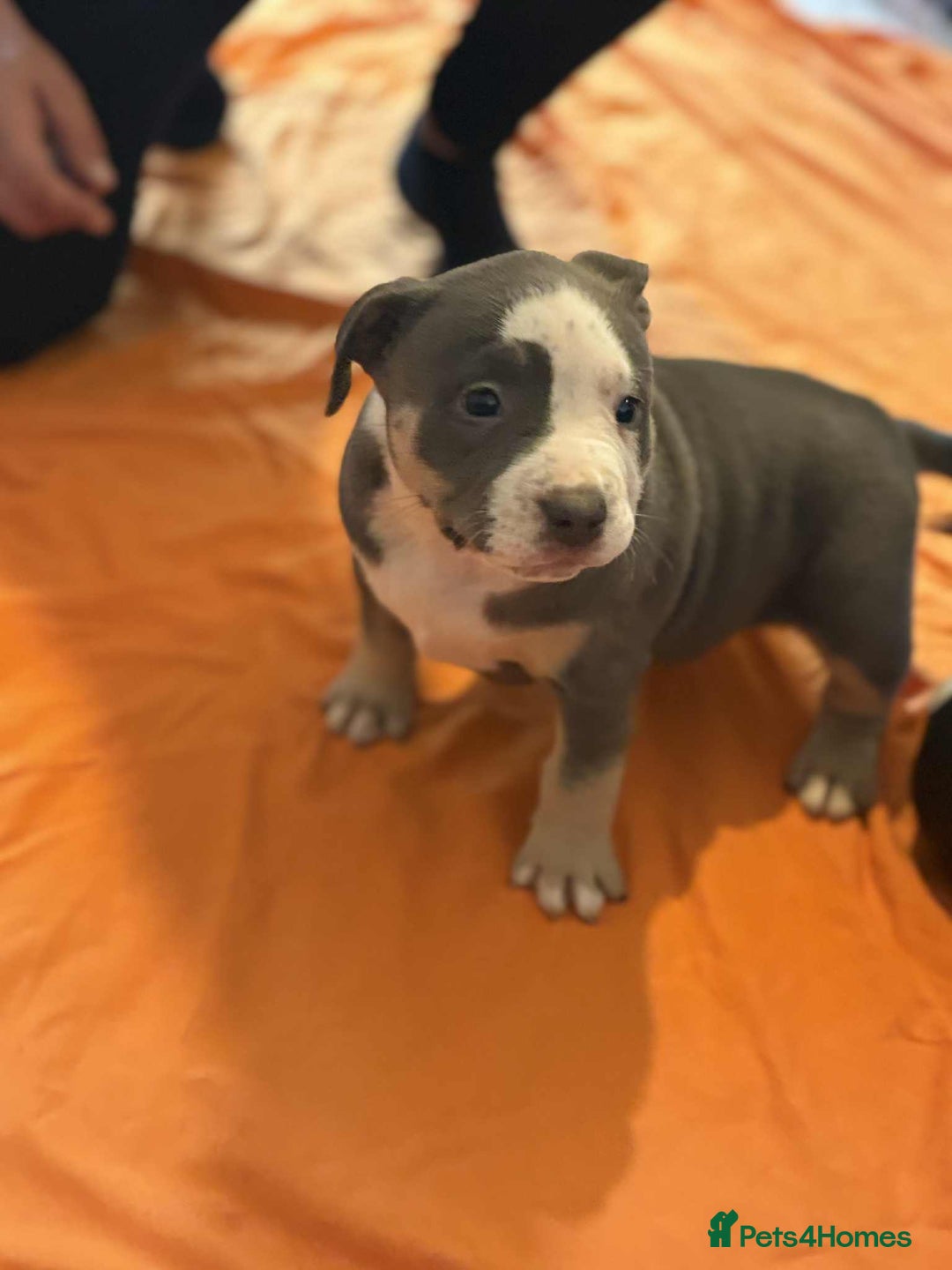 American Bully dogs for sale: Pocket bully - Image 3