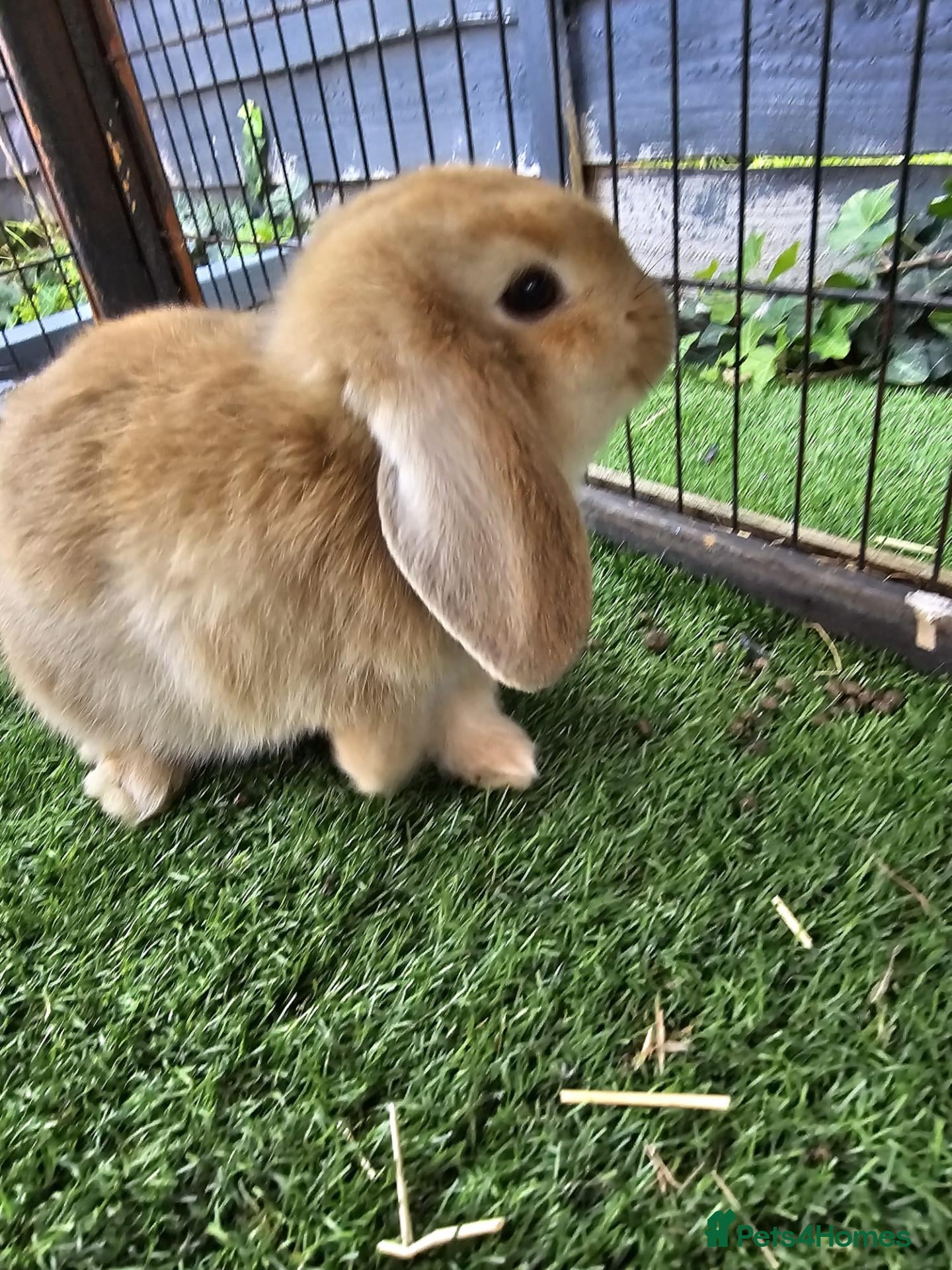 Mini Lop rabbits Beautiful Mini lops ❤️ - Advert 20