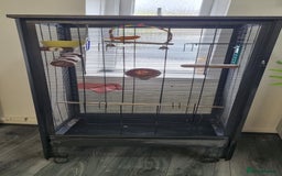 Canaries birds for sale: Canary  - Image 2
