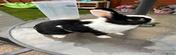 Dutch rabbits for sale: Female bunny  - Advert 4