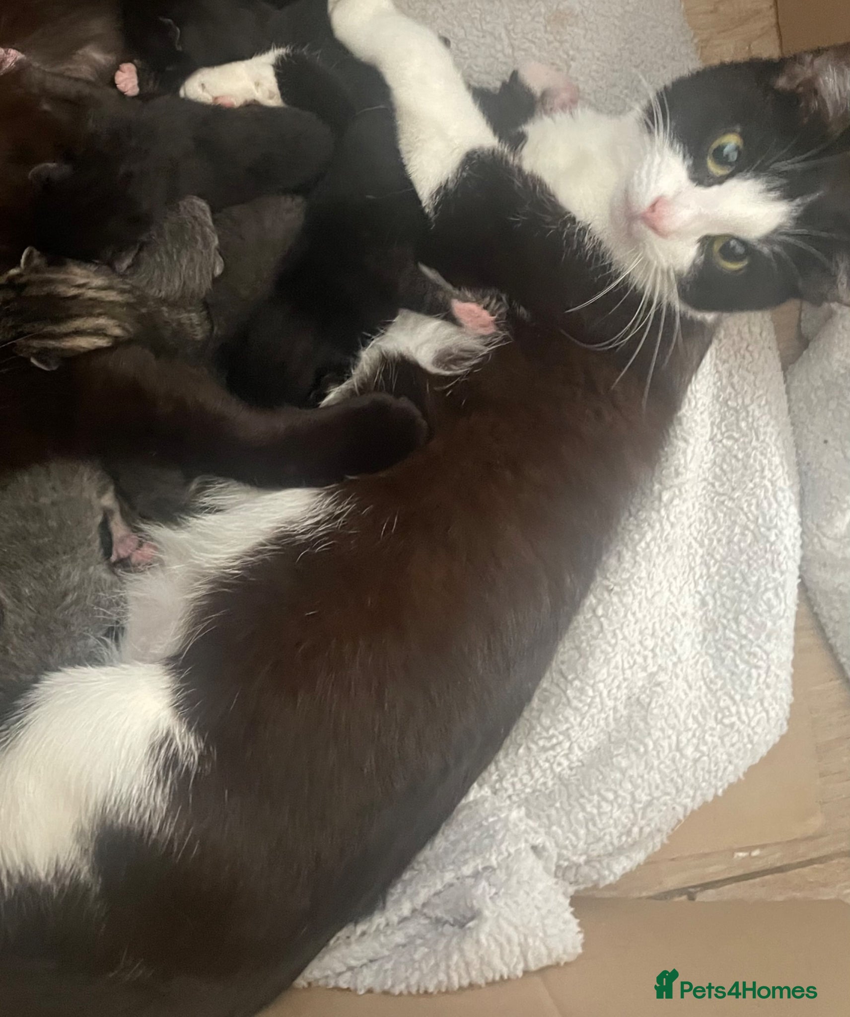 Mixed Breed cats for sale:  4 beautiful males ready now  - Advert 6