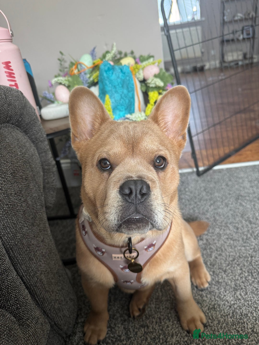 French Bulldog dogs for stud: STUNNING FRENCHIE X CHOW CHOW STUD 🐾🐶💙 - Image 4
