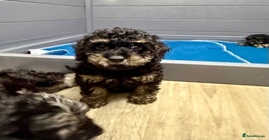 Cavapoo dogs - Advert 7
