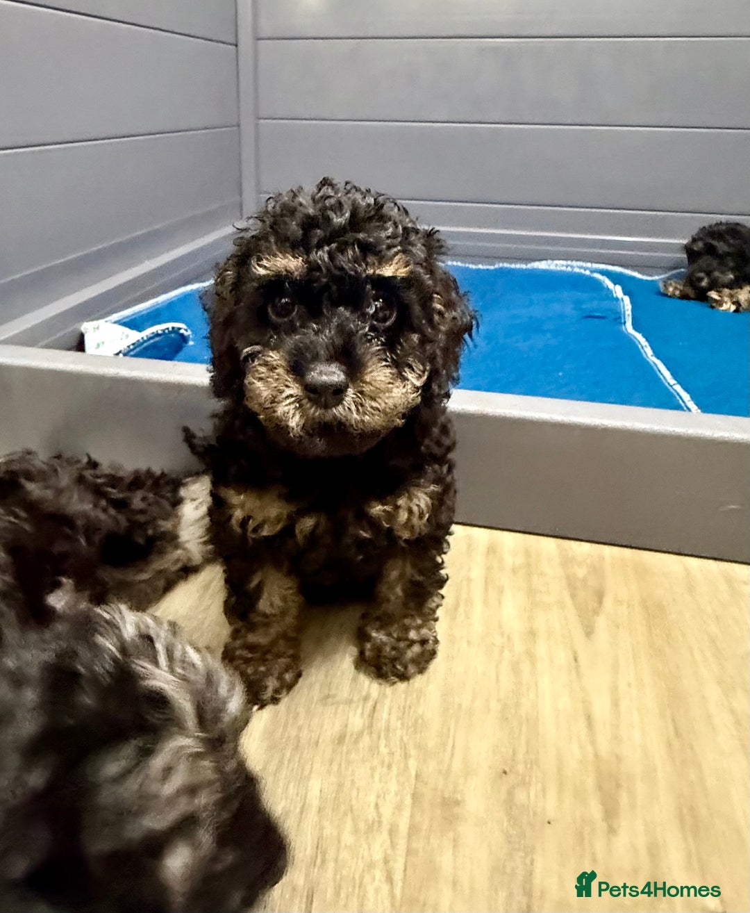 Cavapoo dogs for sale: READY NOW! Adorable Phantom F1b Cavapoo puppies  - Image 5